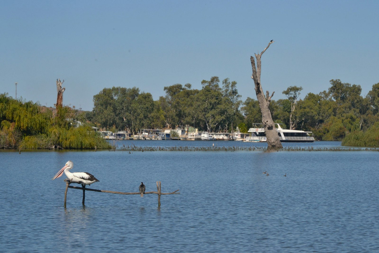 Pelicans working a shallow stretch of the Murray near Walker Flat.