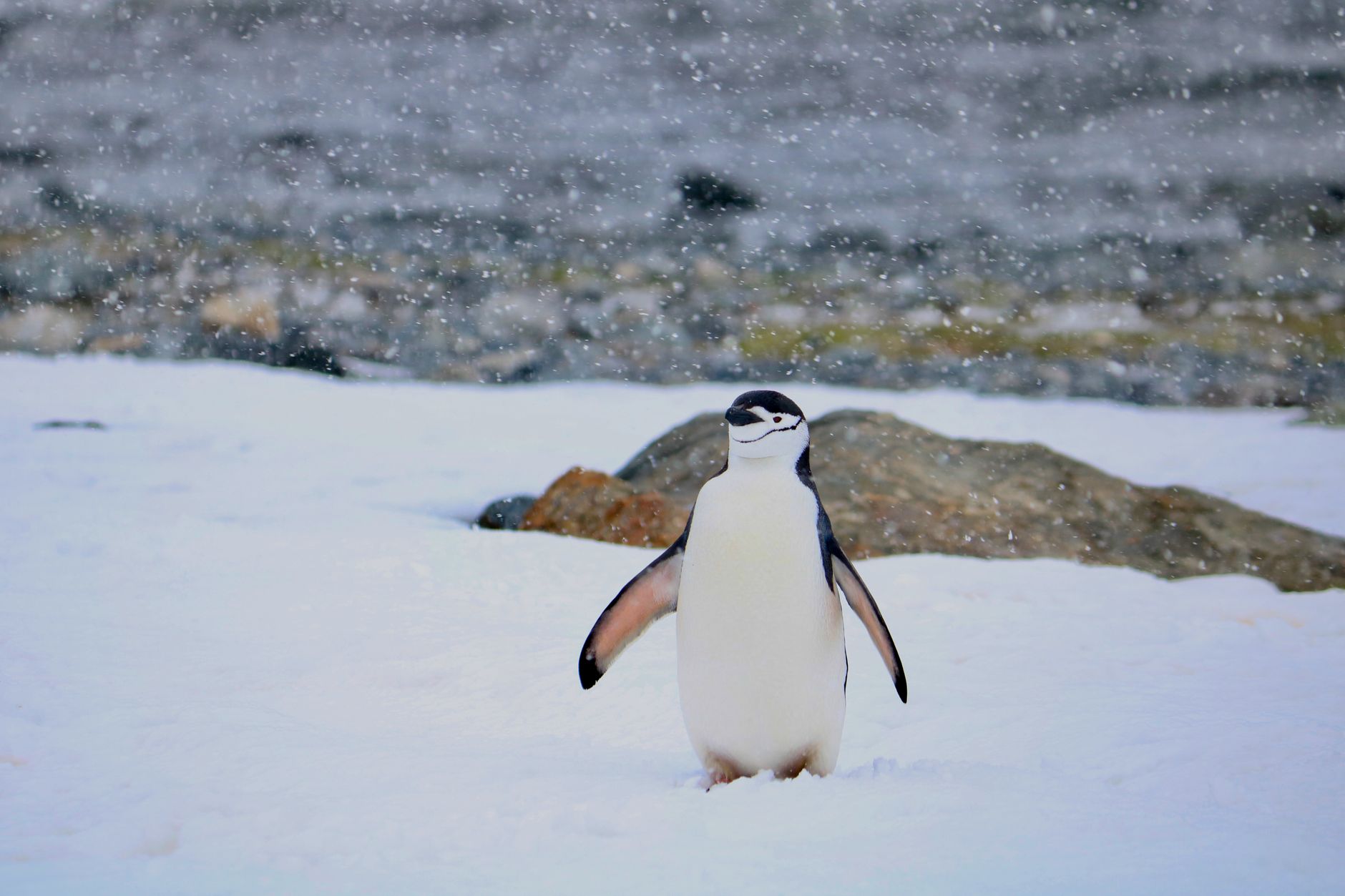 Penguin colonies near Cierva Point add motion and noise to an otherwise silent cove.