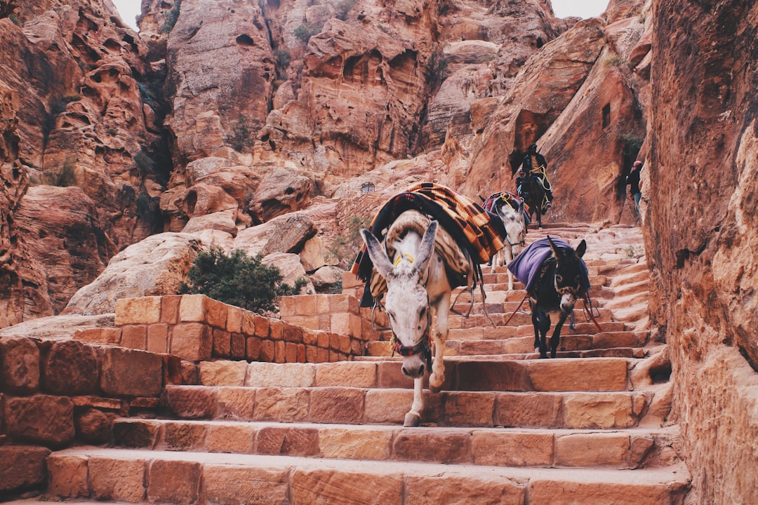 Petra: Three Hours South to the Siq, the Treasury, and 800 Steps to the Monastery