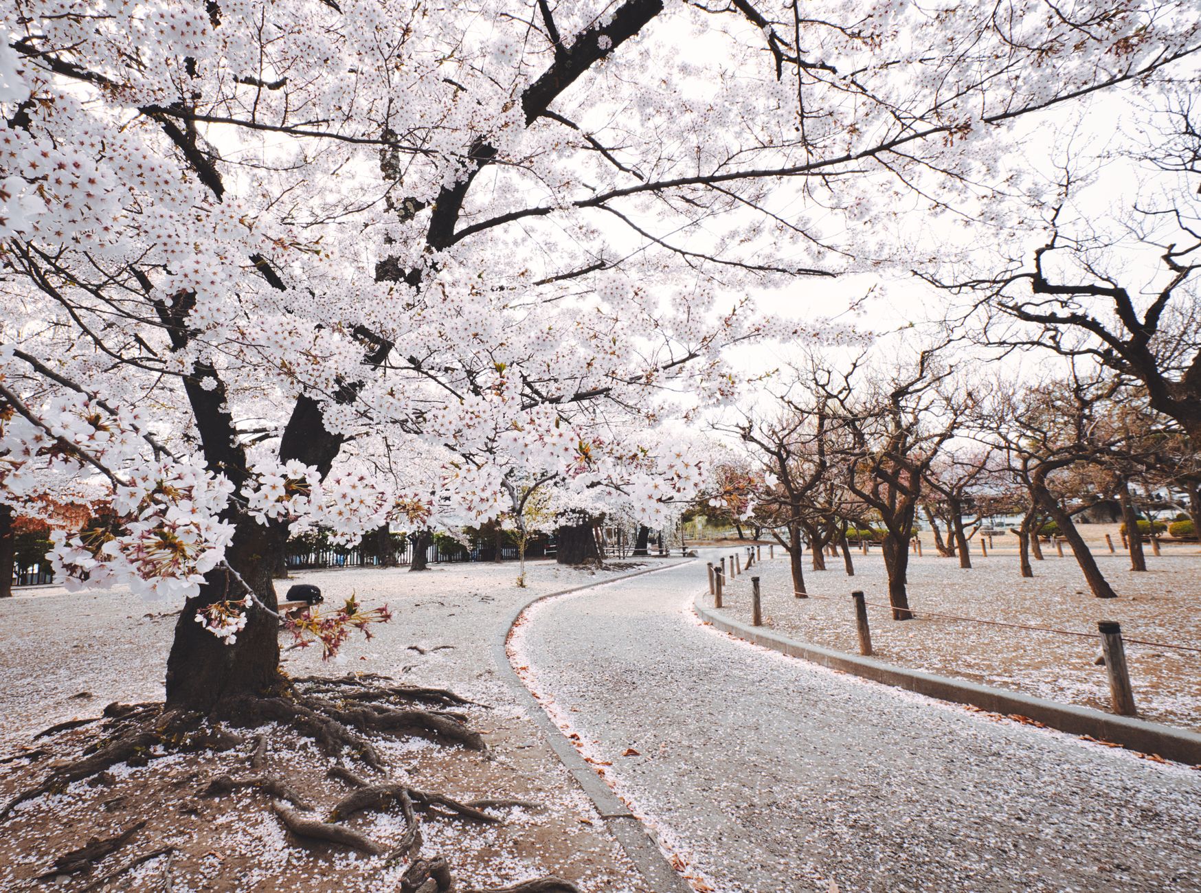 Pink cherry blossoms in bloom above patches of melting snow in a Sapporo park