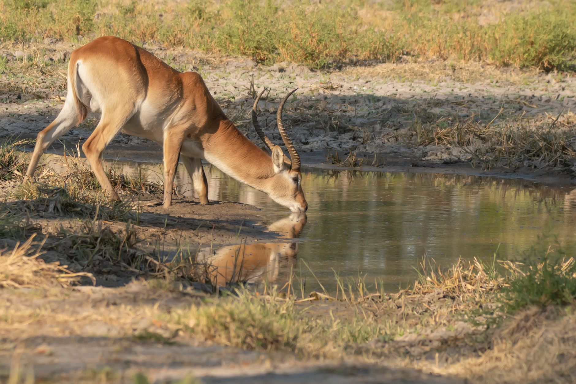 Red lechwe, an antelope adapted to shallow water, gather on the floodplains that surround Vumbura Plains during peak flood.