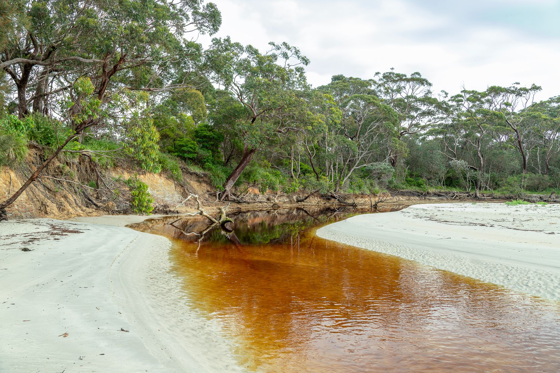 Purnong and Walker Flat: Into the Red Gum Forest