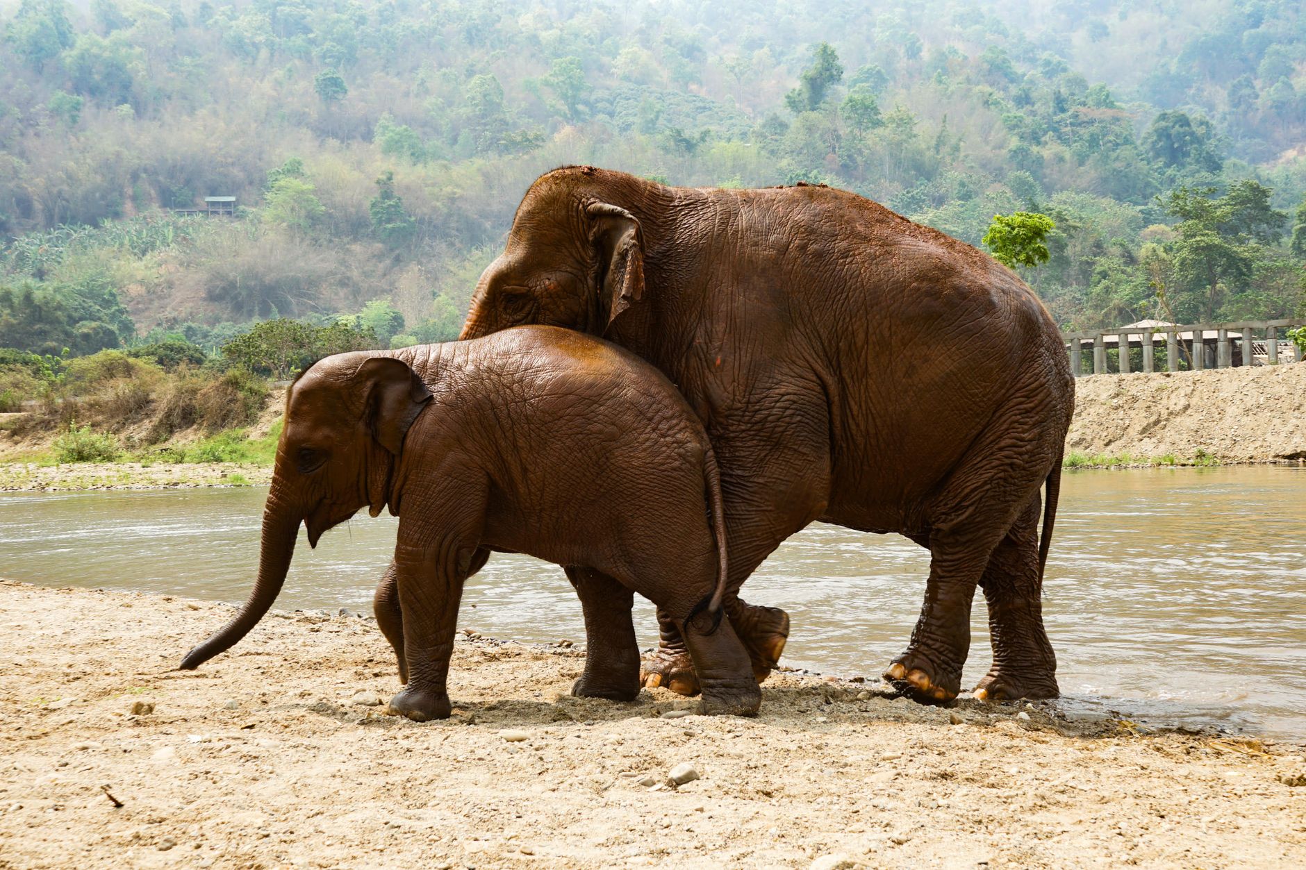 Rescued elephants wade in a river pool at a Mae Taeng-area sanctuary, part of the region's shift toward observation-only elephant tourism.