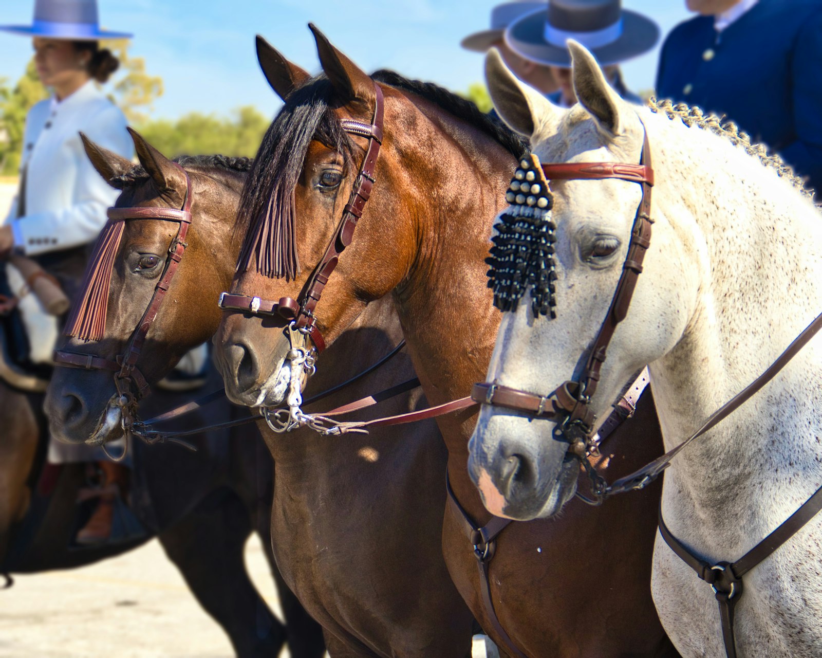 Riding criollo horses along the vineyard perimeter near San Pablo, Tunuyán.
