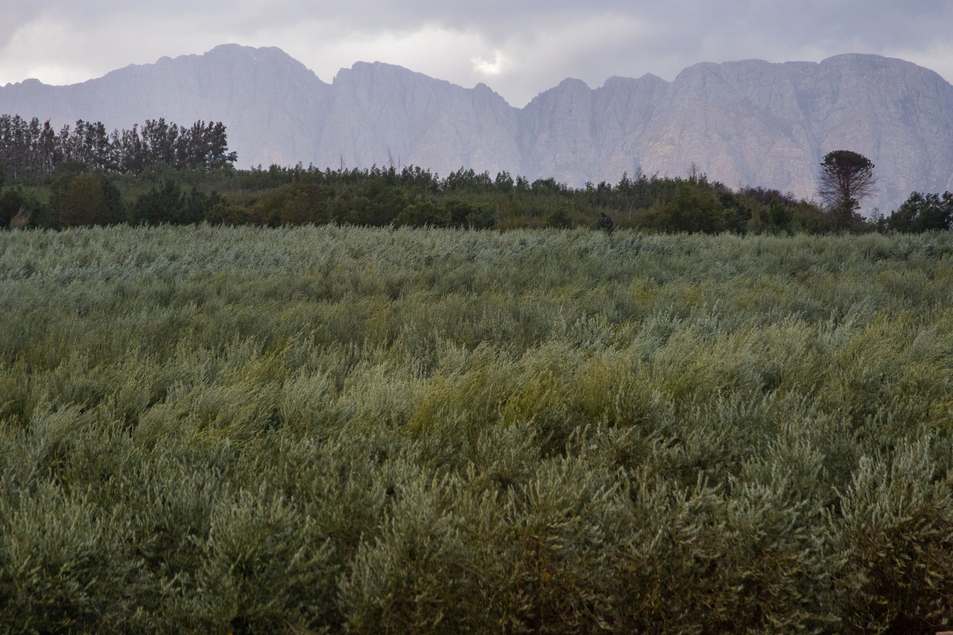 Round Pond Estate's olive-grove lawn, a working stage for Rutherford ceremonies up to roughly 150 guests.