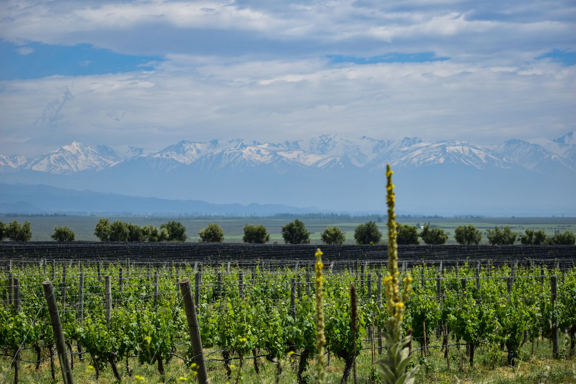 Rows at Clos de los Siete, the Michel Rolland-designed vineyard project near Tupungato.