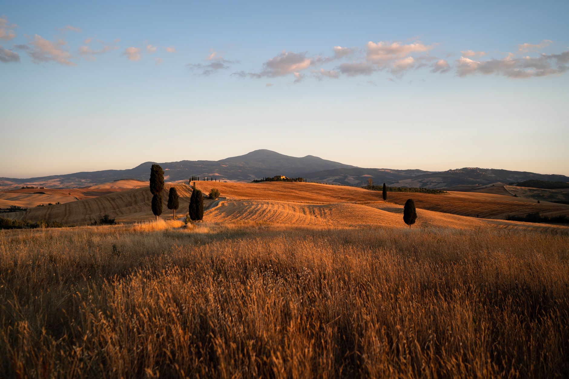 Rows of cypress trees along a curving road in the Val d'Orcia at golden hour