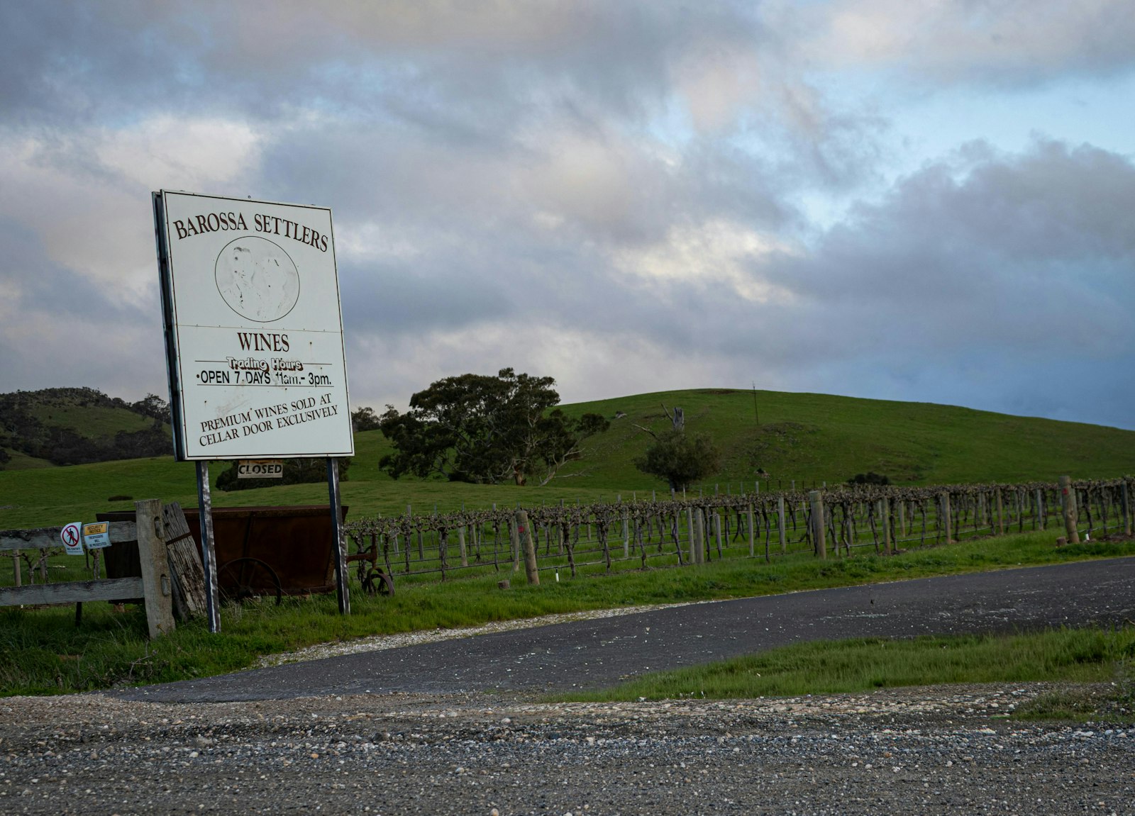 Rows of grapevines with fresh green spring growth in the Barossa Valley