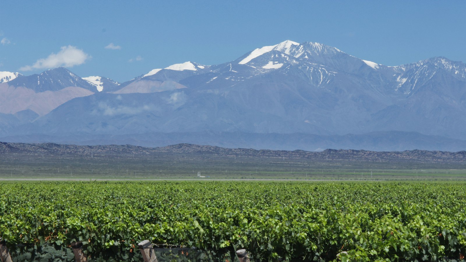 Rows of Malbec vines in the Uco Valley with snow-capped Andes peaks behind them