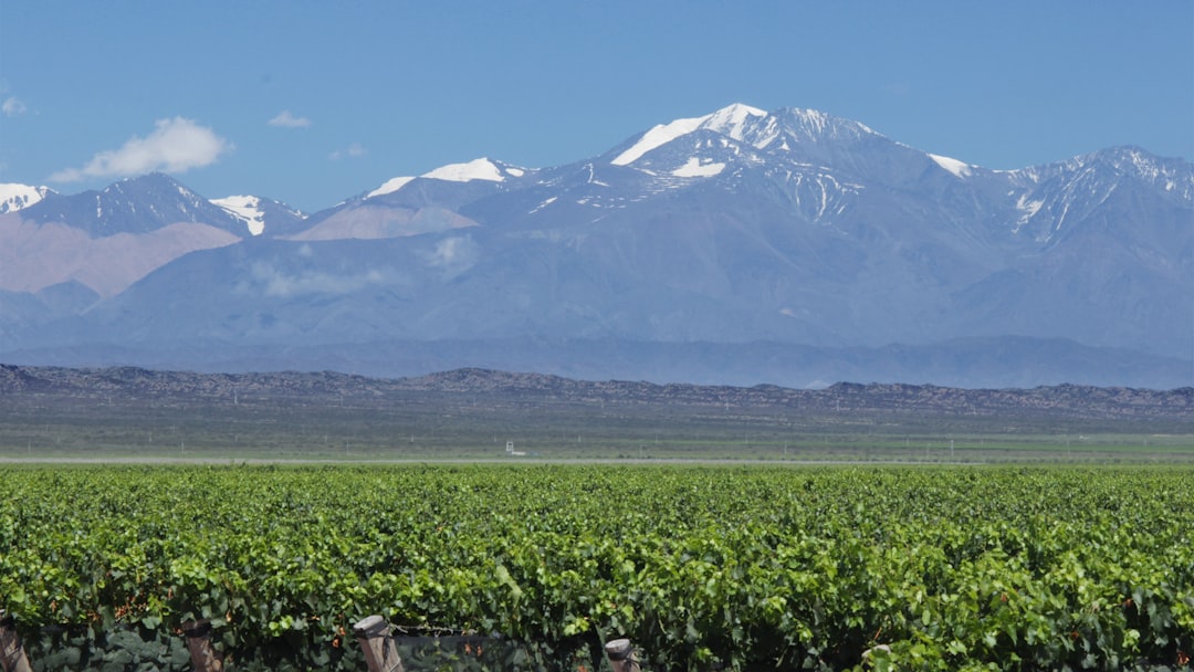 Rows of vineyard vines in Uco Valley with the snow-capped Andes mountains in the background