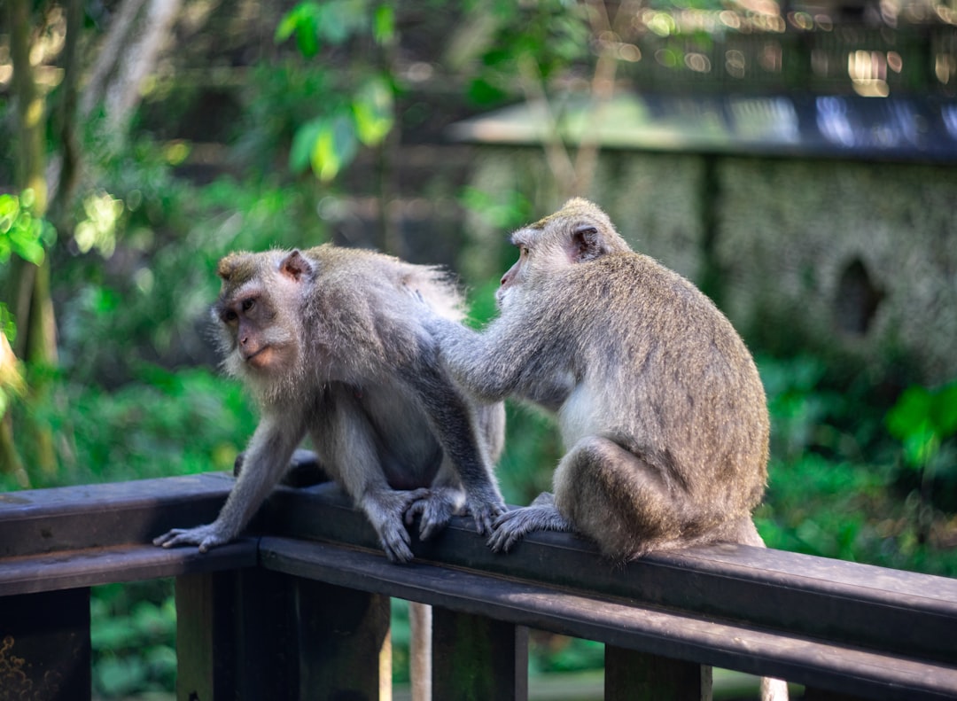 Wander the Sacred Monkey Forest Sanctuary, Ubud