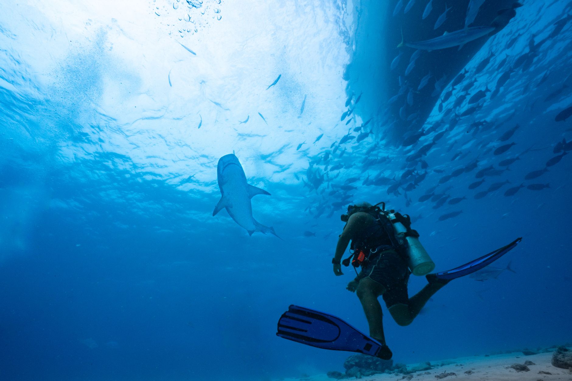 Diving Guraidhoo Kandu and a Sandbank Picnic