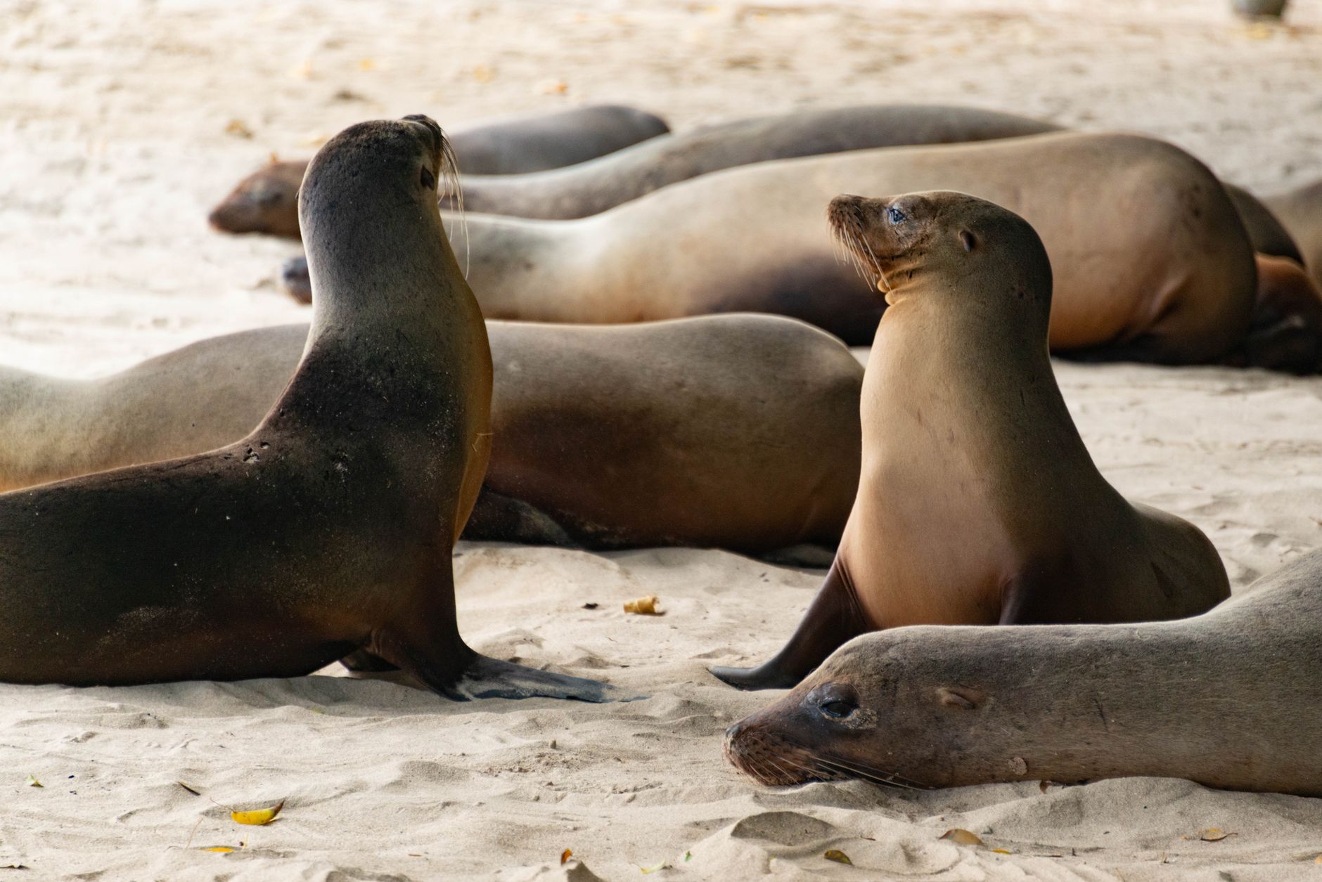 Sea Lions, a Toddler's First Snorkel, and Tortuga Bay