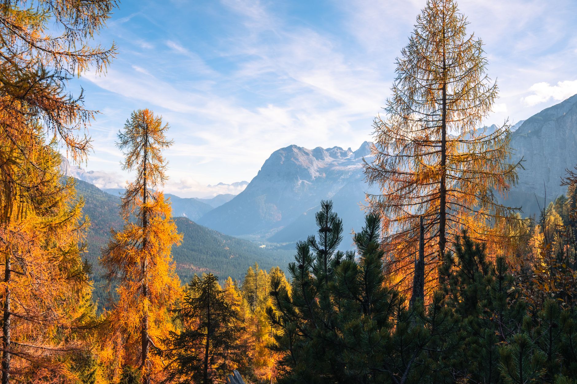 September's larch forests turn gold before dropping needles, illuminating entire valleys in amber light.