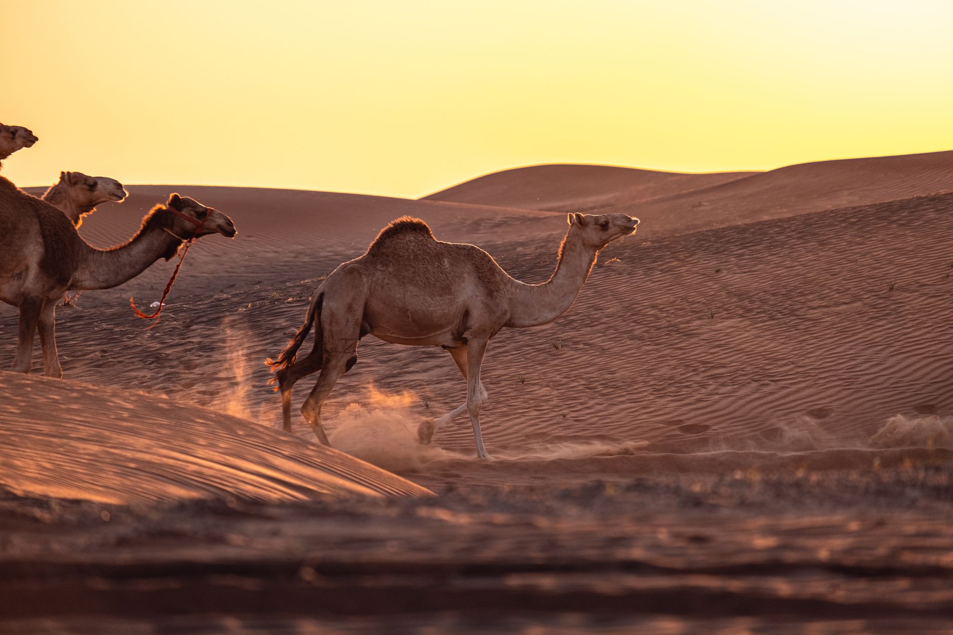 Nizwa and the Sharqiya Sands: Forts, a Goat Souq, and One Last Desert Night