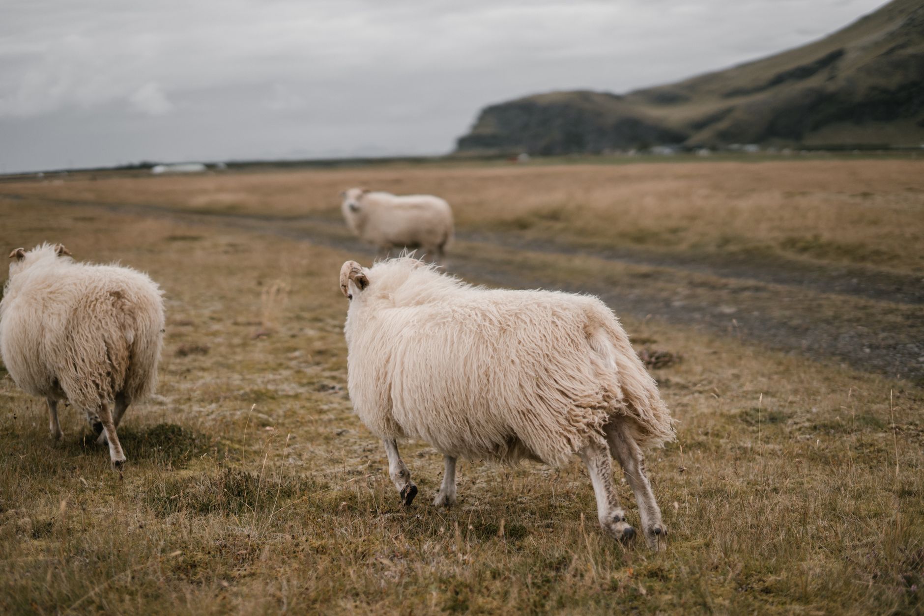 Sheep along the ridge trail to Kallur lighthouse on Kalsoy.