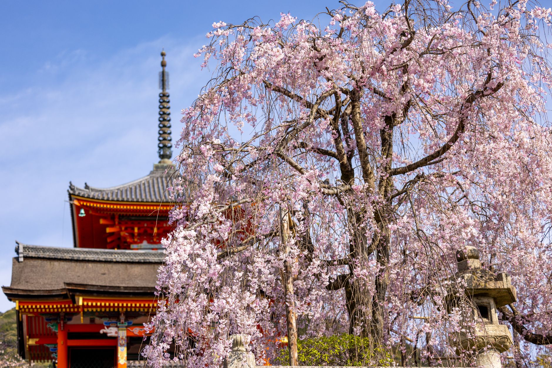 Shimogamo Shrine's ornate wooden main building with cherry blossoms in foreground, Kyoto