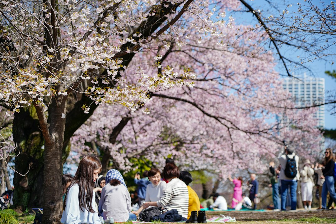 Tokyo, and Learning to Read a Blossom Forecast Like Weather Radar