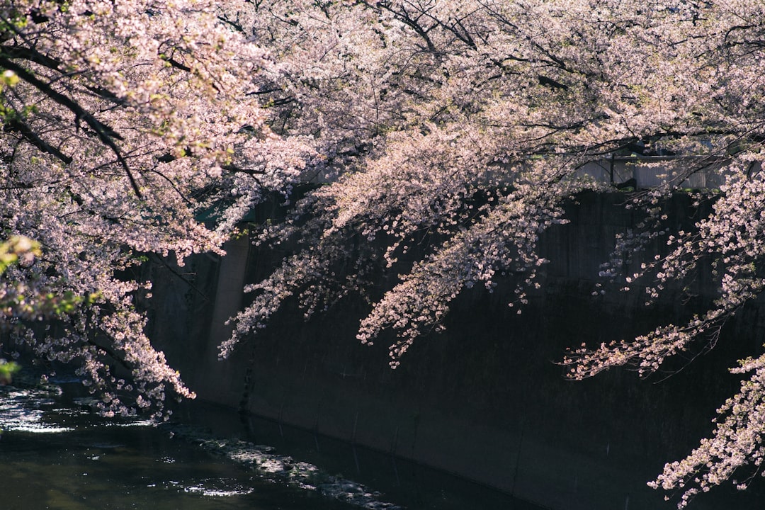 Shinjuku Gyoen
