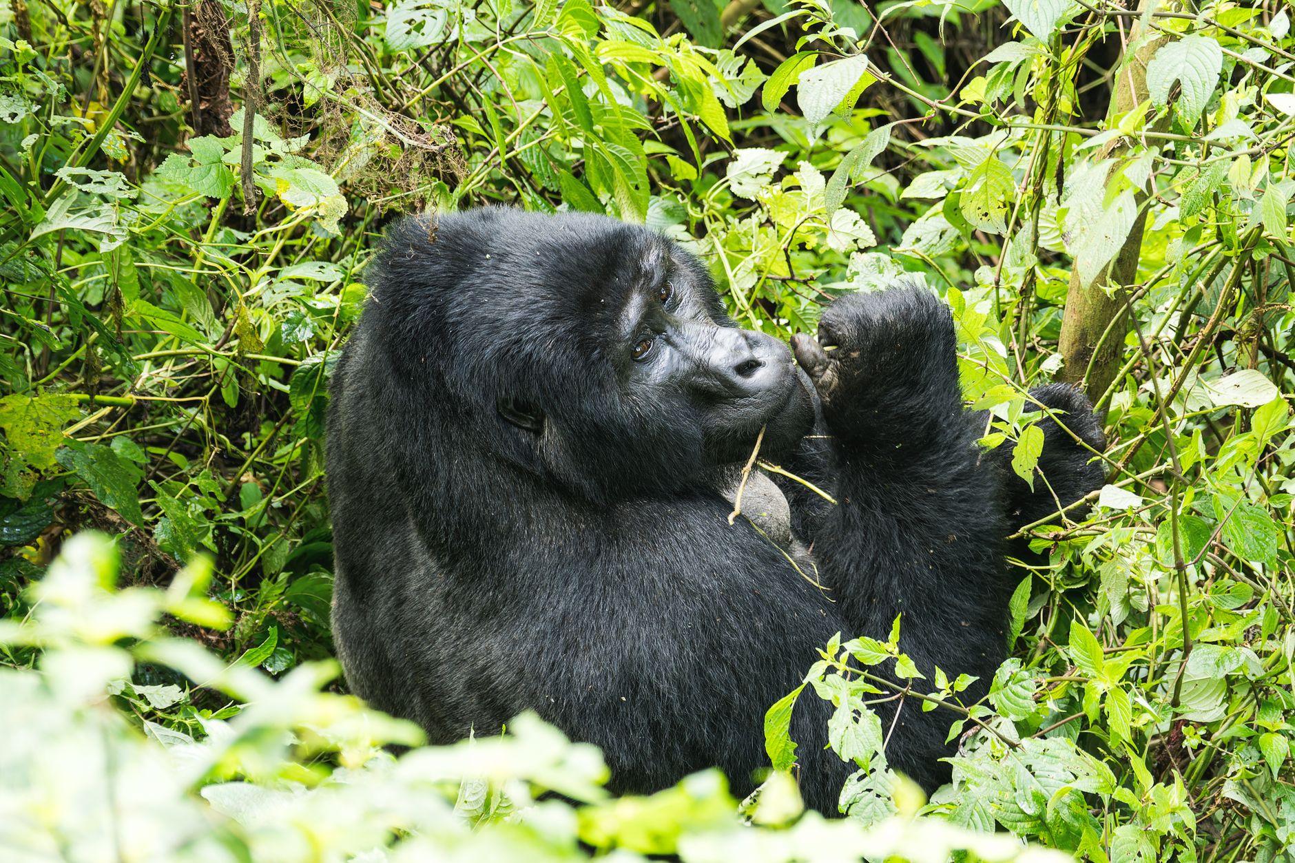 Silverback mountain gorilla sitting in dense green forest foliage in Bwindi, Uganda