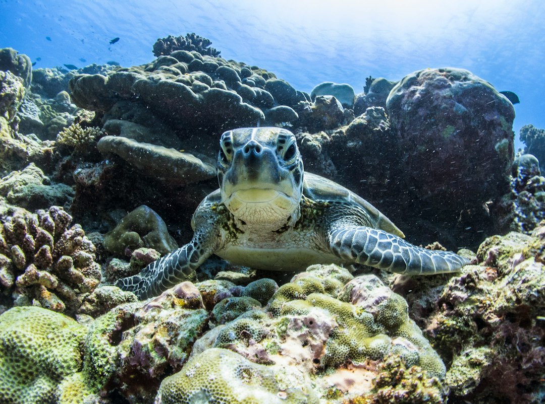 A Reef You Reach by Swimming, Not by Boat