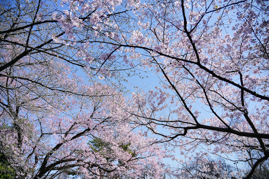Somei-Yoshino trees near full bloom in Shinjuku Gyoen, photographed before the afternoon crowds thickened.