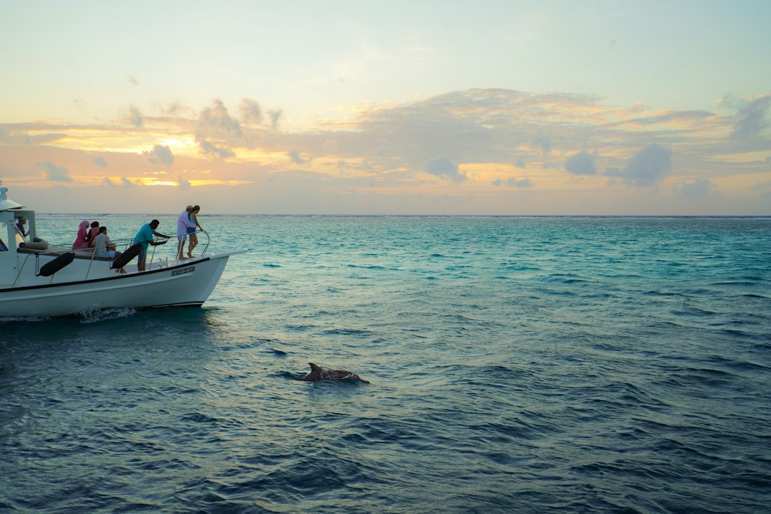 Chase Spinner Dolphins on a Sunset Cruise