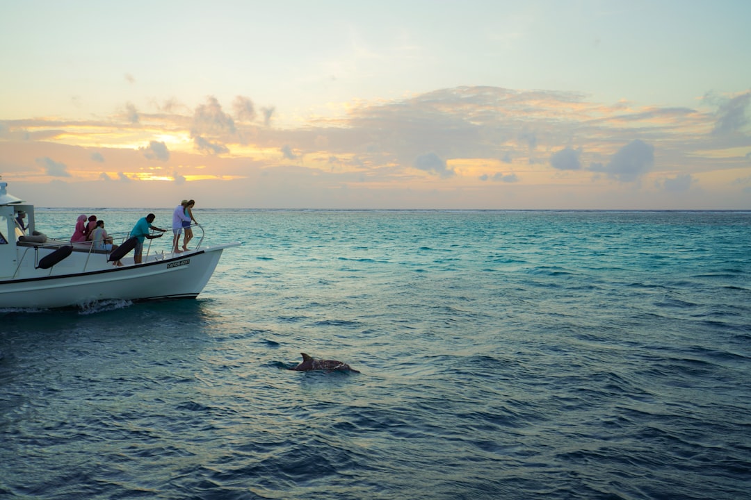 Spinner dolphins riding the bow wave on the evening cruise out of Ari Atoll.