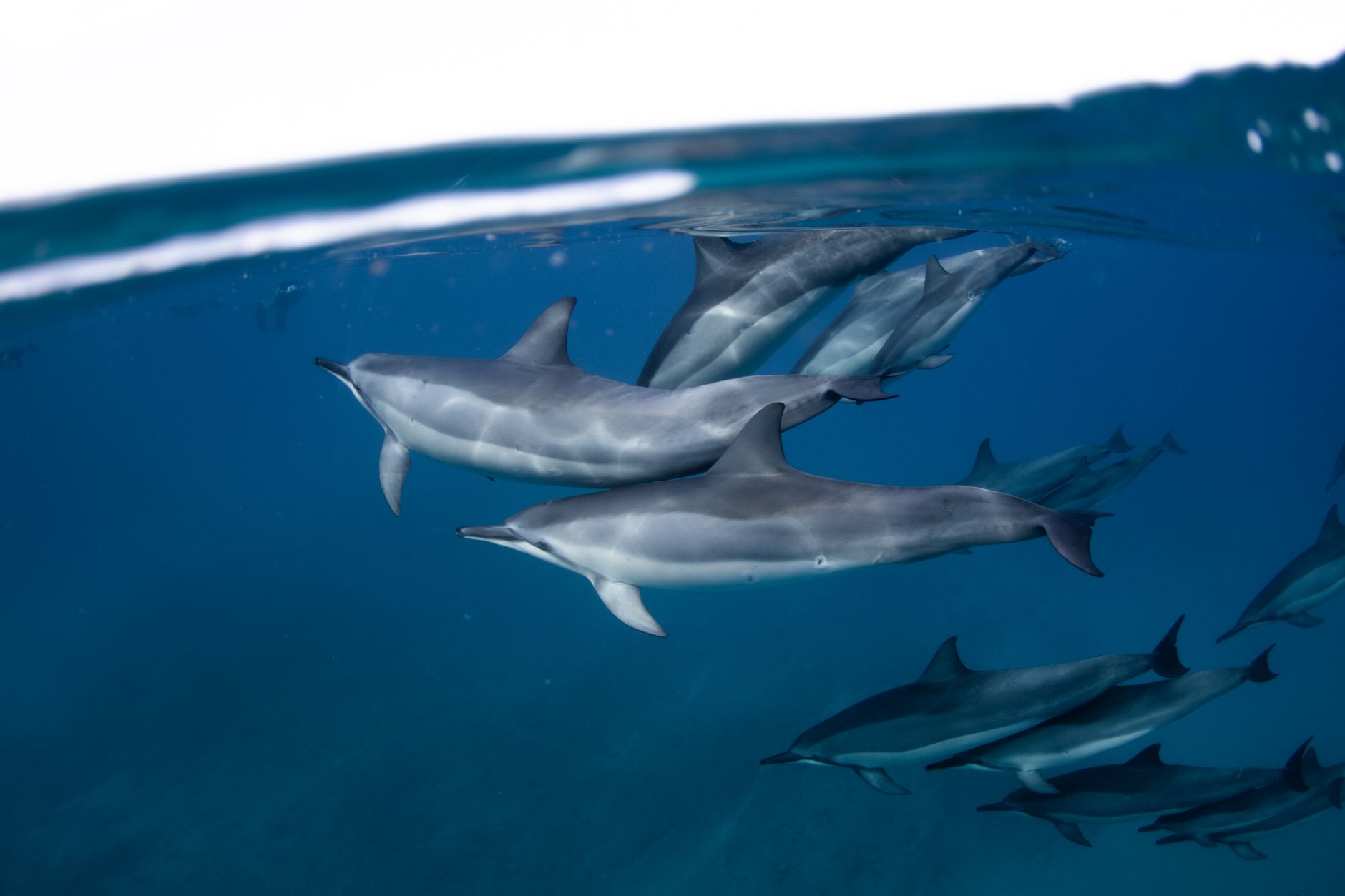 Sunset Dolphin Cruise Through the Atoll's Channels