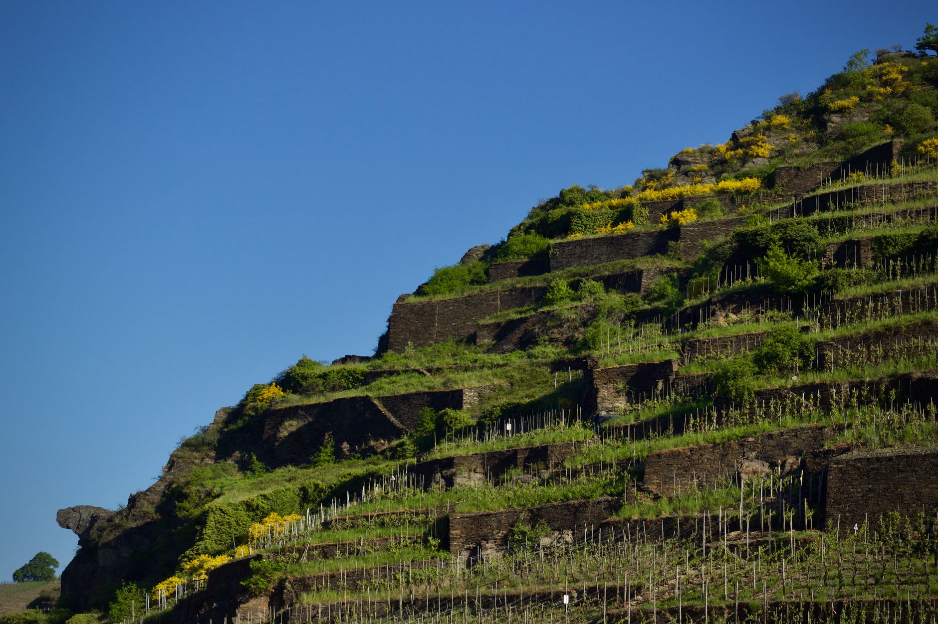 Spring vineyard terraces climbing the slate slopes above the river.