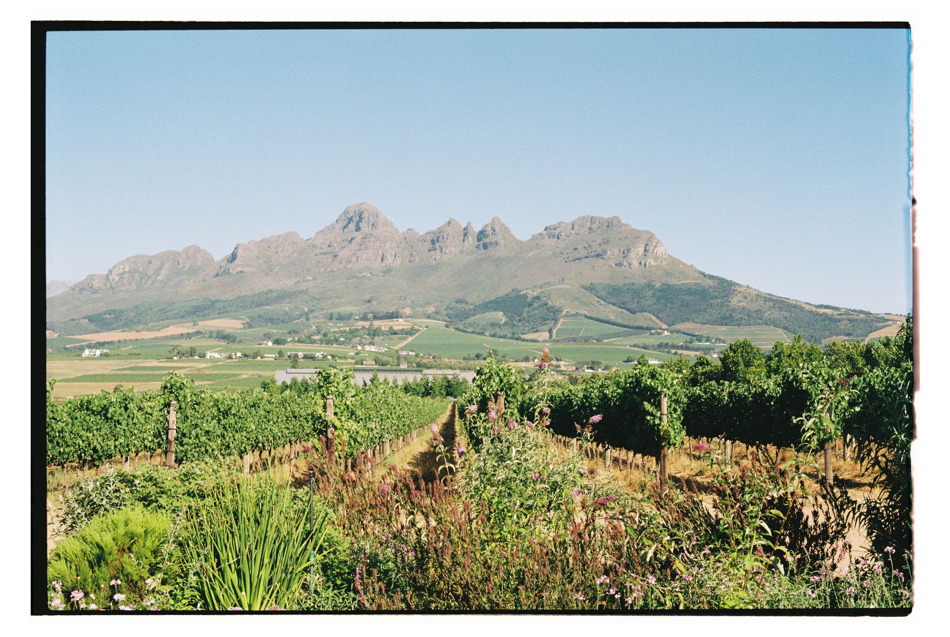 Stellenbosch and Franschhoek Winelands