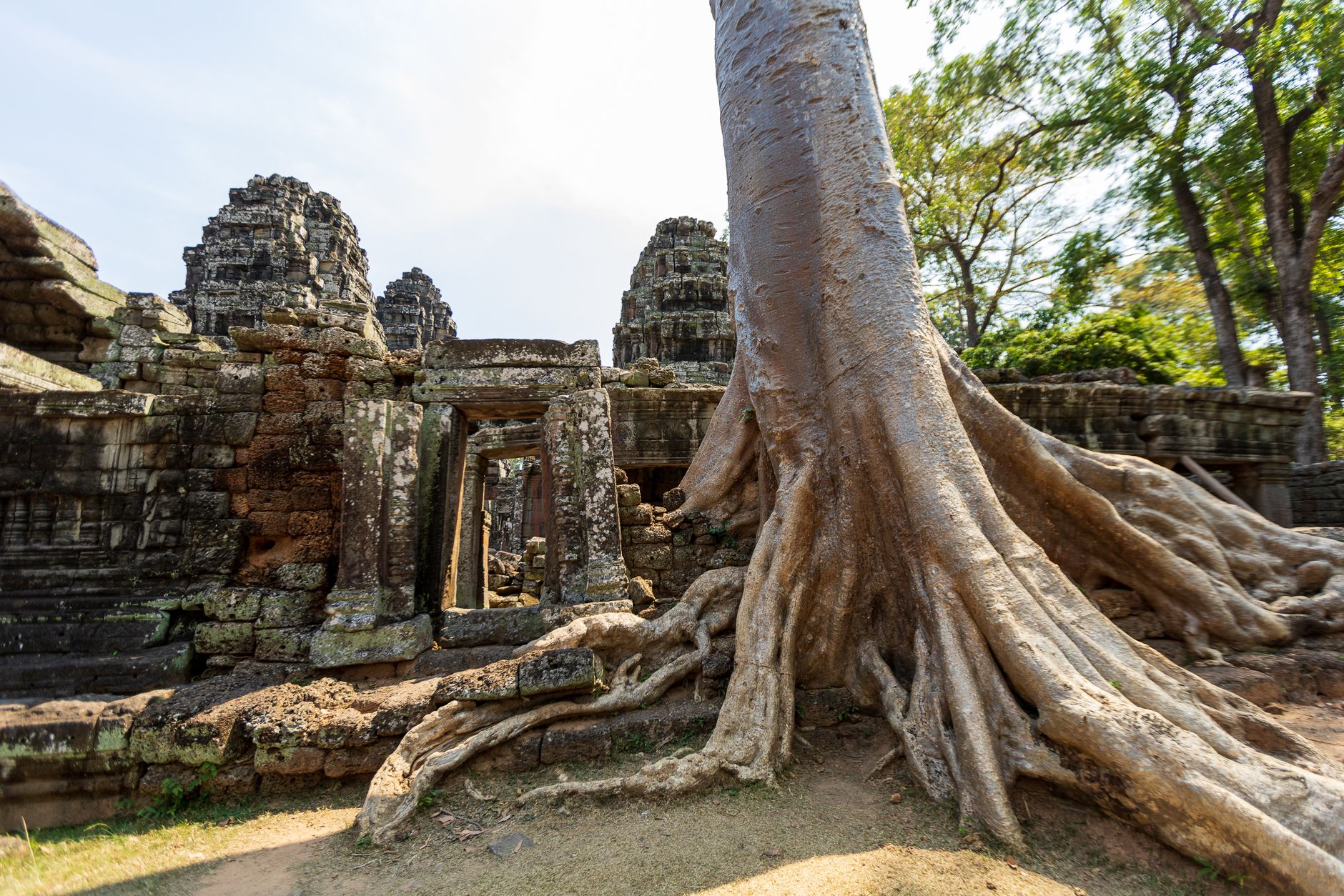 Ta Prohm's silk-cotton tree roots splitting the stone galleries.
