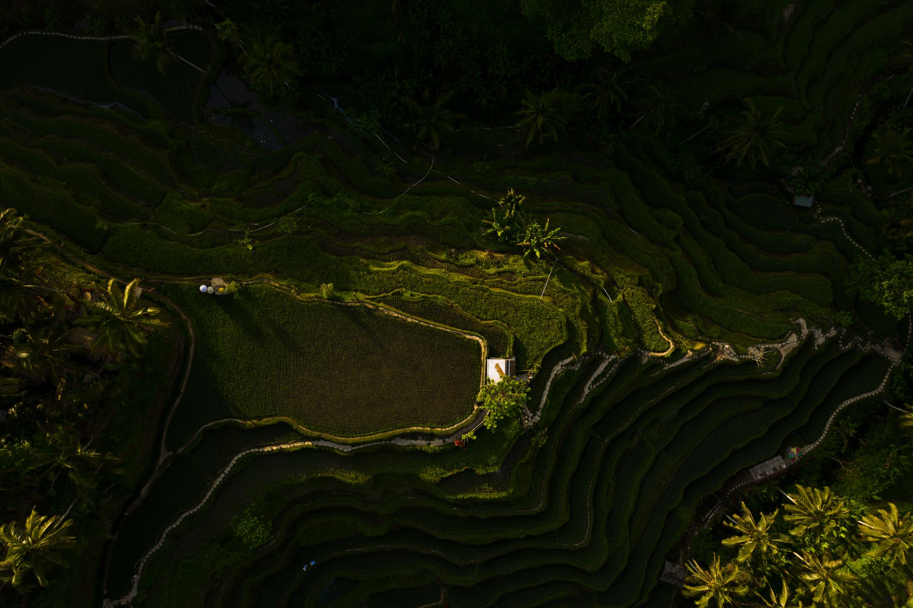 Tegallalang Rice Terraces