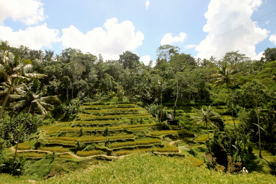 Walk the Tegallalang Rice Terraces