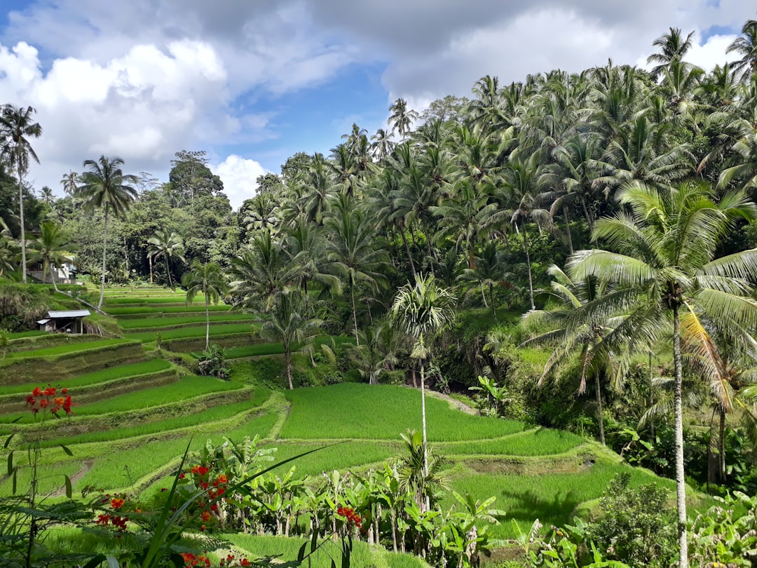 Terraced rice fields in Bali at sunrise