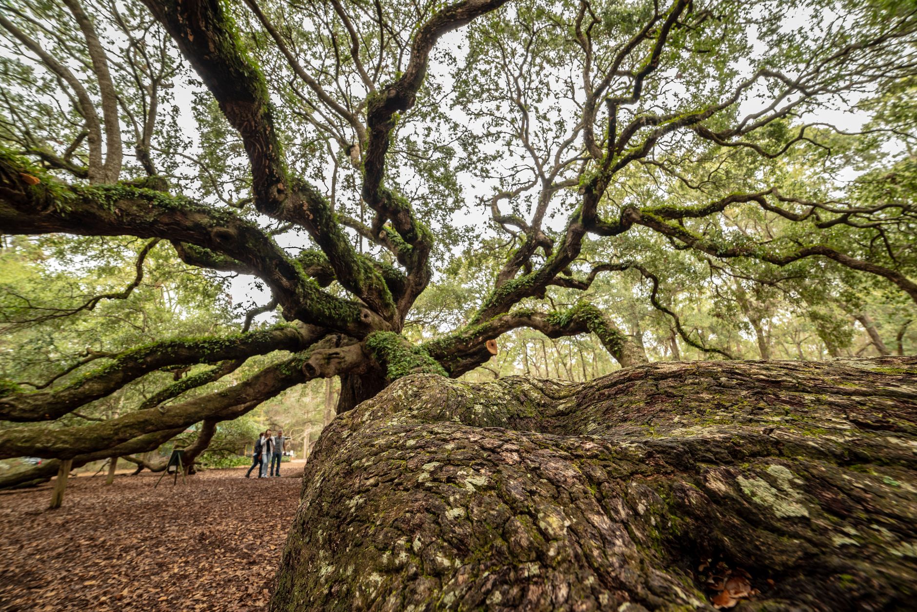 The Angel Oak on Johns Island spreads its limbs across a canopy wide enough to shade the entire viewing area.