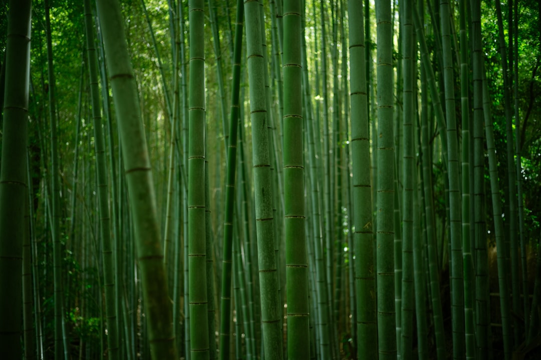 The bamboo grove at Arashiyama shortly after 8am, before the first tour buses reach the path.