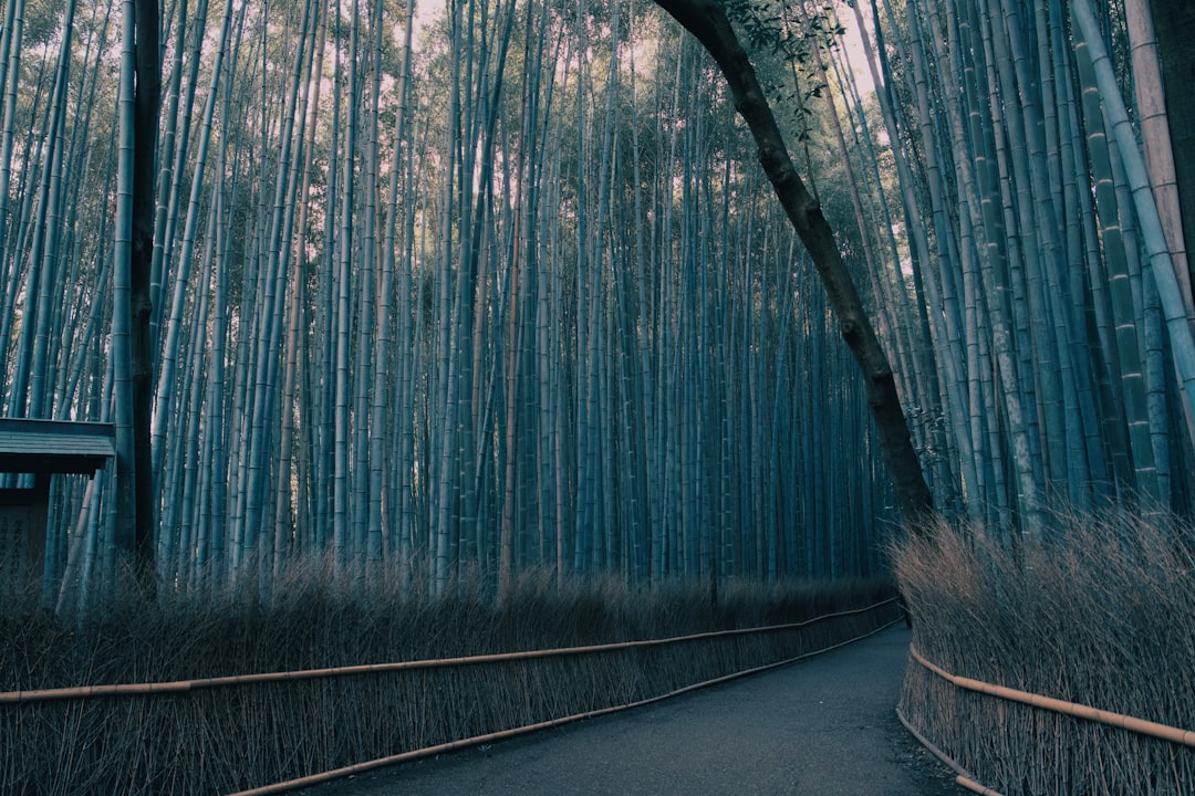 The bamboo grove near Tenryu-ji, empty of the crowds that fill it by mid-morning in warmer seasons.