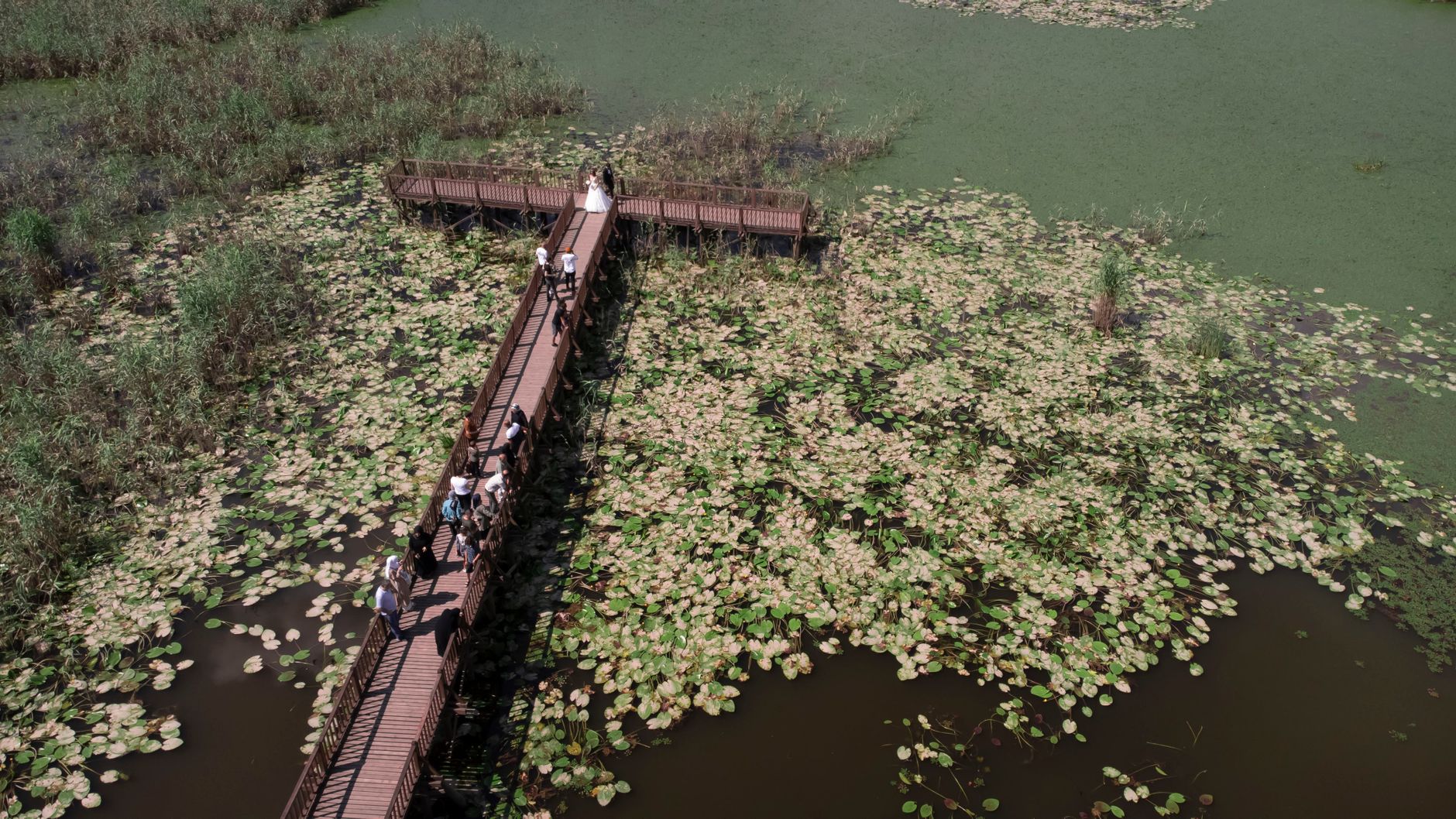 The Chek Jawa boardwalk on Pulau Ubin, quietest at low tide.