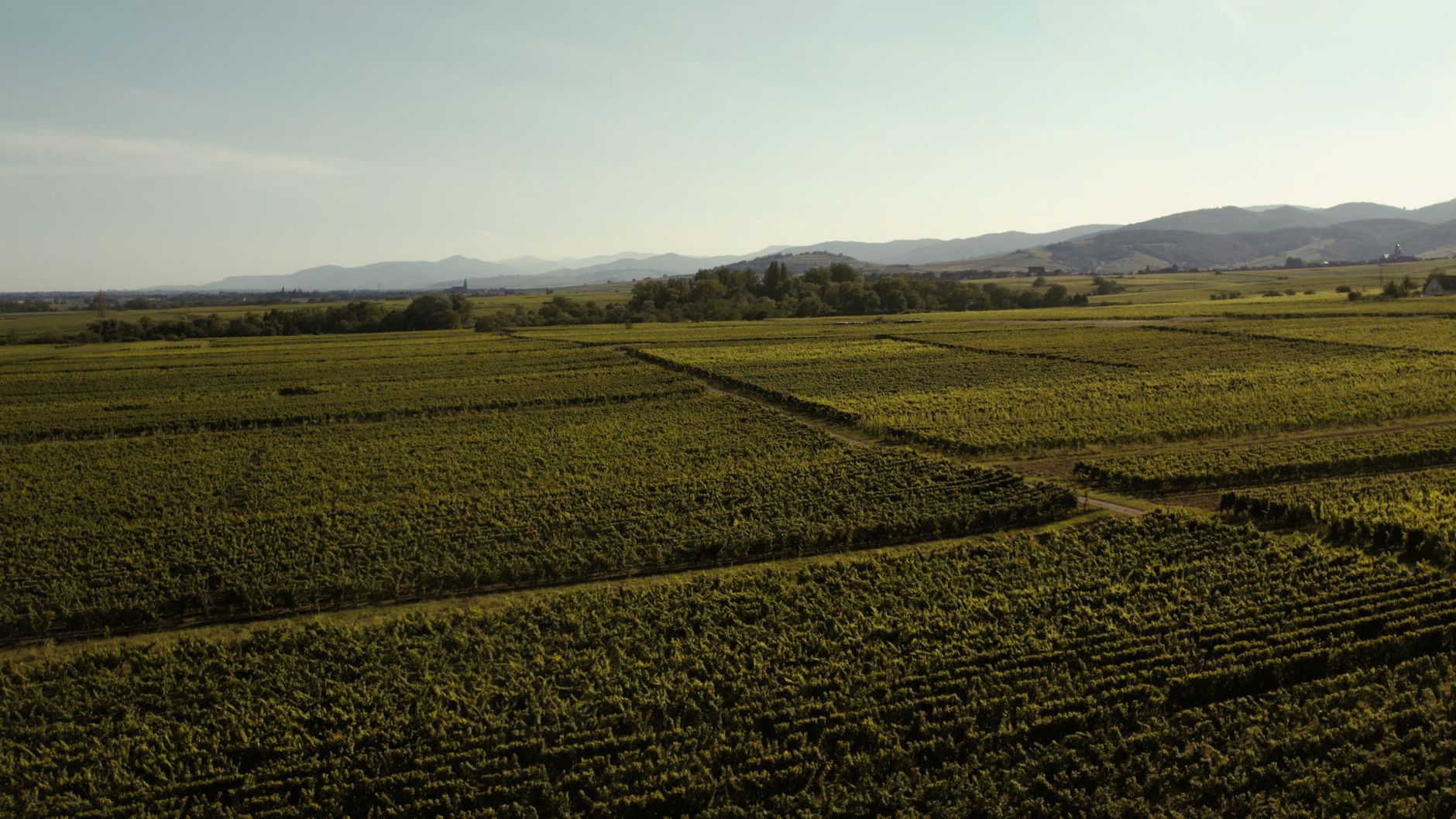 The Hill of Grace vineyard near Keyneton, planted in the 1860s and still farmed by the Henschke family.