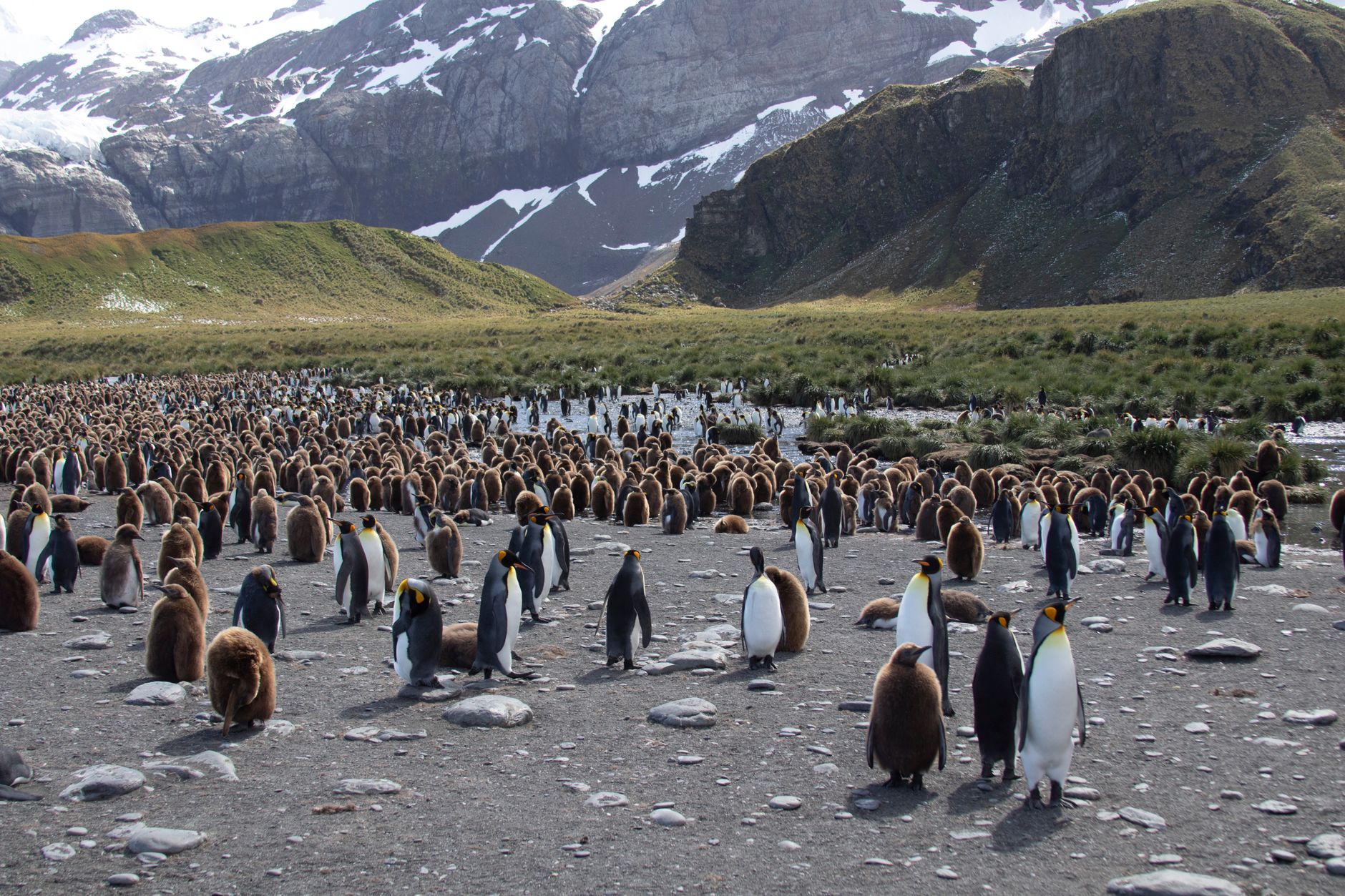 The king penguin colony at Fortuna Bay, the modern starting point for the Shackleton Walk.