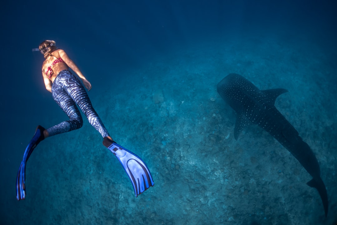 The moment on the sunset excursion when the shape in the water turned out to be a whale shark, not a shadow.