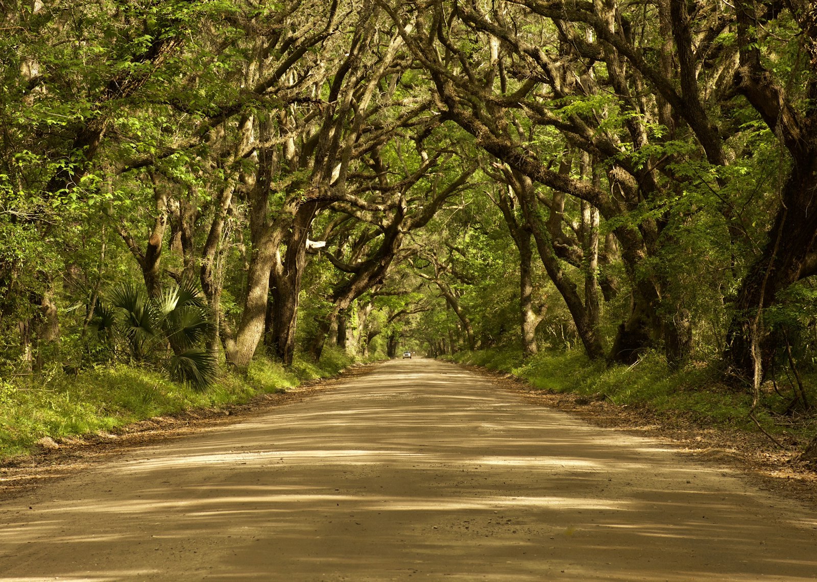 The oak allée leading from the entrance gate toward the gardens.