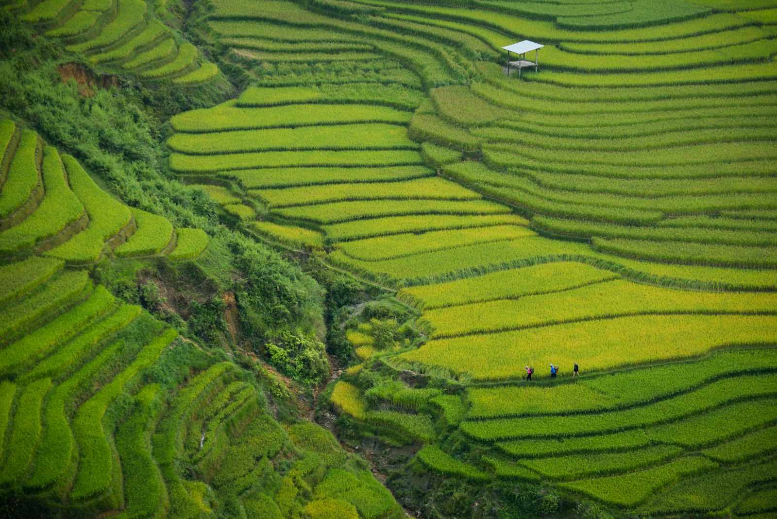 The terraced rice ponds that gave the ceremony site its backdrop.