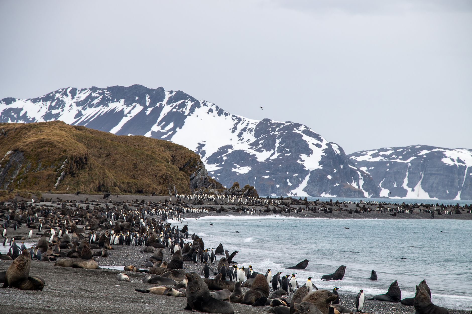 Thousands of king penguins on the black-sand beach at St Andrews Bay, South Georgia, with snow-capped mountains behind