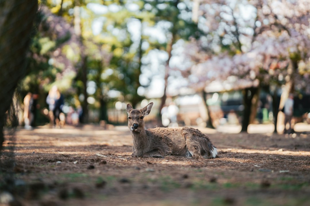 Deer, Lanterns and the Great Buddha at Todai-ji, Nara