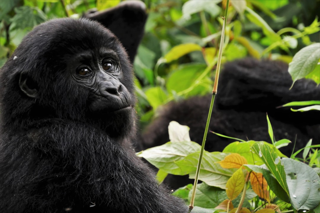 Gorilla Trekking Day
