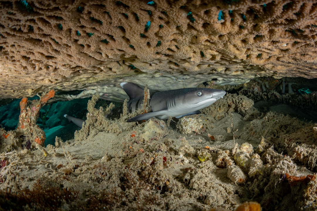 Dive the USS Liberty Wreck at Tulamben
