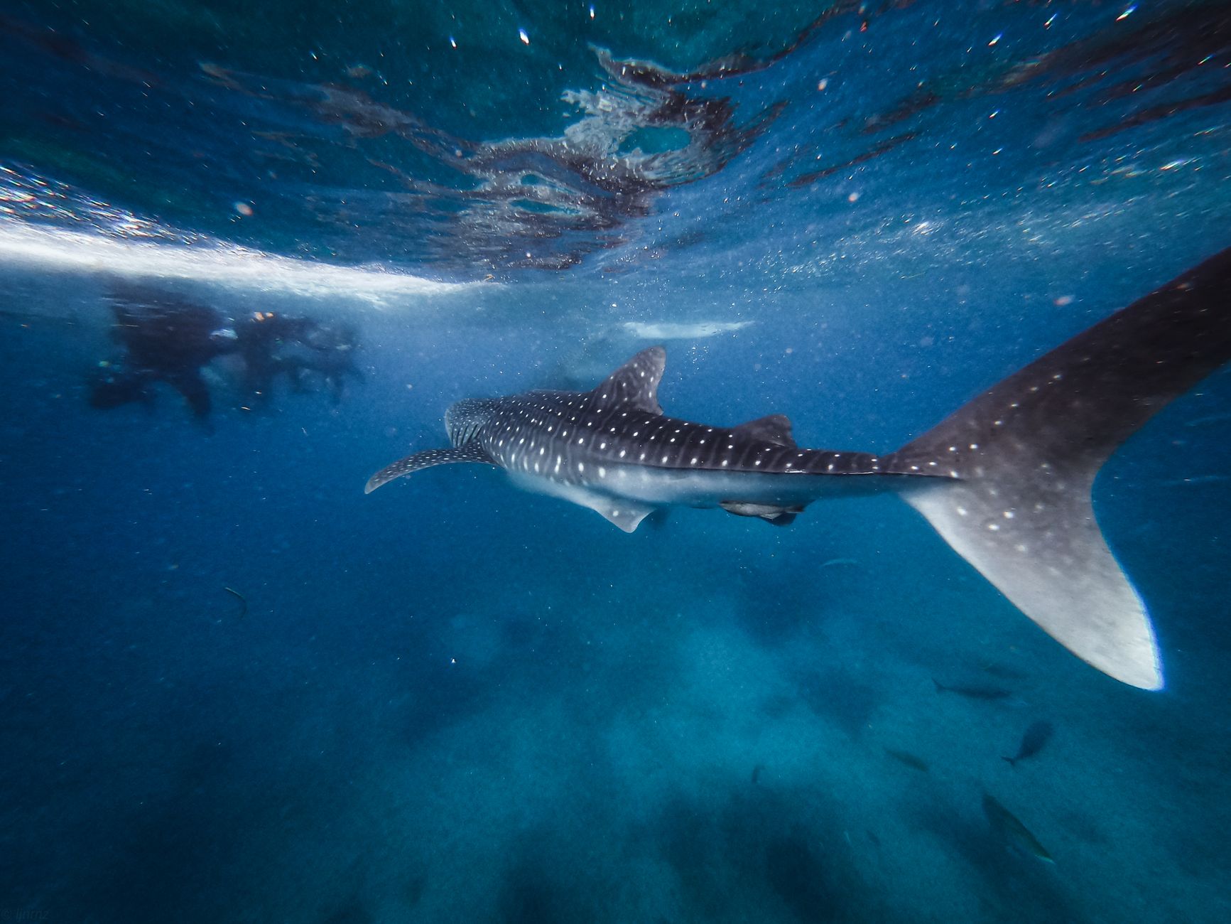 Snorkeling With Whale Sharks in South Ari Atoll