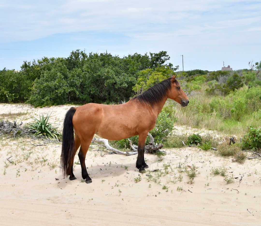 Wild horses on the beach in Corolla, Outer Banks, North Carolina